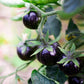50 PURPLE CHERRY TOMATO Lycopersicon Indeterminate Fruit Vegetable Seeds