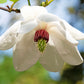 10 OYAMA MAGNOLIA TREE White Pink Flower Pink Pod Sieboldii Siebolds Shrub Seeds
