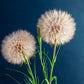 50 MAMMOTH Sandwich Island SALSIFY Tragopogon White Root Vegetable Oyster Flower Seeds