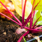 250 EARLY WONDER BEET Beta Vulgaris Vegetable Seeds