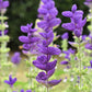 50 OXFORD BLUE SAGE Salvia Viridis Clary Painted Horminum Sage Herb Flower Seeds