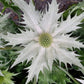 10 Giant SILVER SEA HOLLY Eryngium Giganteum Miss Willmott's Ghost Flower Seeds
