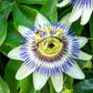 10 Blue Crown PASSION FLOWER / Passion FRUIT Passiflora Caerulea Orange Fruit Vine Seeds