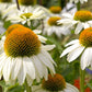 50 WHITE CONEFLOWER Echinacea Purpurea Flower Seeds