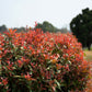 50 HEAVENLY BAMBOO Sacred Nandina Domestica Pink Red Sun Shade Shrub Seeds