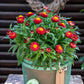 100 Red FIRE BALL STRAWFLOWER Xerochrysum Bracteatum Helichrysum Monstrosum Flower Seeds