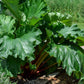 25 GLASKINS PERPETUAL RHUBARB (Pieplant) Rheum Rhabarbarum Fruit Vegetable Seeds