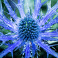 25 BLUE Star SEA HOLLY Eryngium Alpinum Flower Seeds