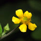 100 YELLOW AVENS Geum Aleppicum Moist Wetland Flower Seeds