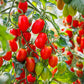 50 Organic AMISH PASTE TOMATO Red Heirloom Roma Type Lycopersicon Fruit Vegetable Seeds