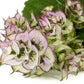 50 WHITE Swan CLARY SAGE Salvia Viridis Horminum Herb Flower Seeds