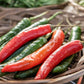 25 Organic KOREAN Dark GREEN PEPPER Lady Han Hot Chili Long Red Capsicum Annuum Seeds