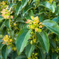 5 CAMPHOR TREE Laurel Cinnamomum Camphora Camphorwood White Flower Black Seeds