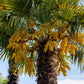 5 COMMON WINDMILL PALM Trachycarpus Fortunei Hardy Chusan Palm Tree Sun Shade Houseplant Seeds