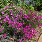 550 MAIDEN PINKS Mixed Colors Dianthus Deltoides Flower Seeds