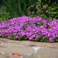 550 MAIDEN PINKS Mixed Colors Dianthus Deltoides Flower Seeds