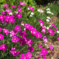 550 MAIDEN PINKS Mixed Colors Dianthus Deltoides Flower Seeds
