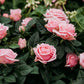 5 PINK ROSE Rosa Bush Shrub Perennial Flower Seeds