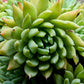 50 ROCK PINE Orostachys Japonica Multicolored Succulent Pink Flower Houseplant Seeds