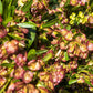 40 Mixed Colors FLORIDA HOPBUSH Dodonaea Viscosa Hawaiian Hopseed Flower Shrub Seeds