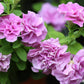 20 DOUBLE MIX PETUNIA Floribunda Red Pink Purple Flower Seeds