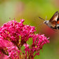 50 RED JUPITER'S BEARD Valerian Keys of Heaven Centranthus Ruber Flower Seeds