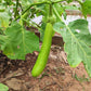 25 Louisiana LONG GREEN EGGPLANT Solanum Melongena Fruit Vegetable Seeds
