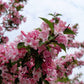 50 OLD FASHIONED WEIGELA Florida Bush Shrub Flower Seeds