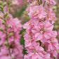 100 PINK PERFECTION LARKSPUR / DELPHINIUM Consolida Ambigua Ajacis Flower Seeds