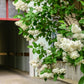 20 WHITE TREE LILAC Hummingbird Flower Fragrant Peking Syringa Pekinensis Seeds