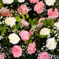 100 RAINBOW CARNATION Mix Mixed Colors Dianthus Caryophyllus Flower Seeds