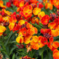 300 Mixed Colors ENGLISH Aegean WALLFLOWER Cheiranthus Cheiri Erysimum Pink Red Yellow Purple Bicolor Flower SeedsSeeds