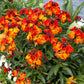 300 Mixed Colors ENGLISH Aegean WALLFLOWER Cheiranthus Cheiri Erysimum Pink Red Yellow Purple Bicolor Flower SeedsSeeds