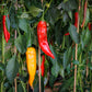 25 JIMMY NARDELLO PEPPER Sweet Red Italian Capsicum Annuum Vegetable Seeds