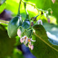 10 TAMARILLO / TREE TOMATO Cyphomandra Betacea Solanum Fruit Tree Seeds