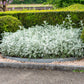 300 SILVERDUST DUSTY MILLER Cineraria Maritima Jacobaea Senecio Flower Seeds