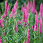 50 Mixed Colors VERONICA SIGHTSEEING MIXTURE (Spike Speedwell) Veronica Spicata Flower Seeds