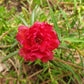 100 Red PORTULACA Grandiflora / MOSS ROSE Succulent Flower Seeds