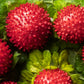 50 Red Indian TUTTIFRUTTI STRAWBERRY Duchesnea Indica Flower Berry Fruit Seed