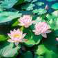 3 Organic Mixed Colors LOTUS Nelumbo Nucifera Pond Water Lily Lilypad Blue Red Flower Large Seeds