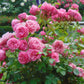 5 PINK ROSE Rosa Bush Shrub Perennial Flower Seeds