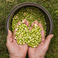 30 PIGEON PEA Dhal Gungo Puerto Rico Bean Cajanus Cajan Vegetable Seeds