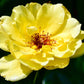10 Yellow MANCHU ROSE Bush Rosa Xanthina Hummingbird Flower Seeds