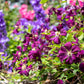 10 MIXED HYBRID CLEMATIS Hybrida Red Purple Pink Blue Bicolor Flower Vine Seeds