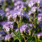 300 PURPLE TANSY Lacy Fiddleneck Phacelia Tanacetifolia Flower Seeds