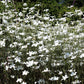 50 Bianca WHITE CORN COCKLE Agrostemma Githago Flower Seed