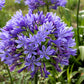 25 BLUE LILY of the NILE Agapanthus Orientalis African Lily Flower Seeds