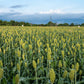 50 MENNONITE SORGHUM Sugar Cane Sorghum Bicolor Grain Vegetable Seeds