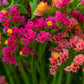 50 Pacific Mix STATICE (Sea Lavender) Mixed Colors  Limonium Sinuatum Flower Seeds