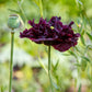 250 BLACK PEONY POPPY Papaver Peoniflorum Flower Seeds